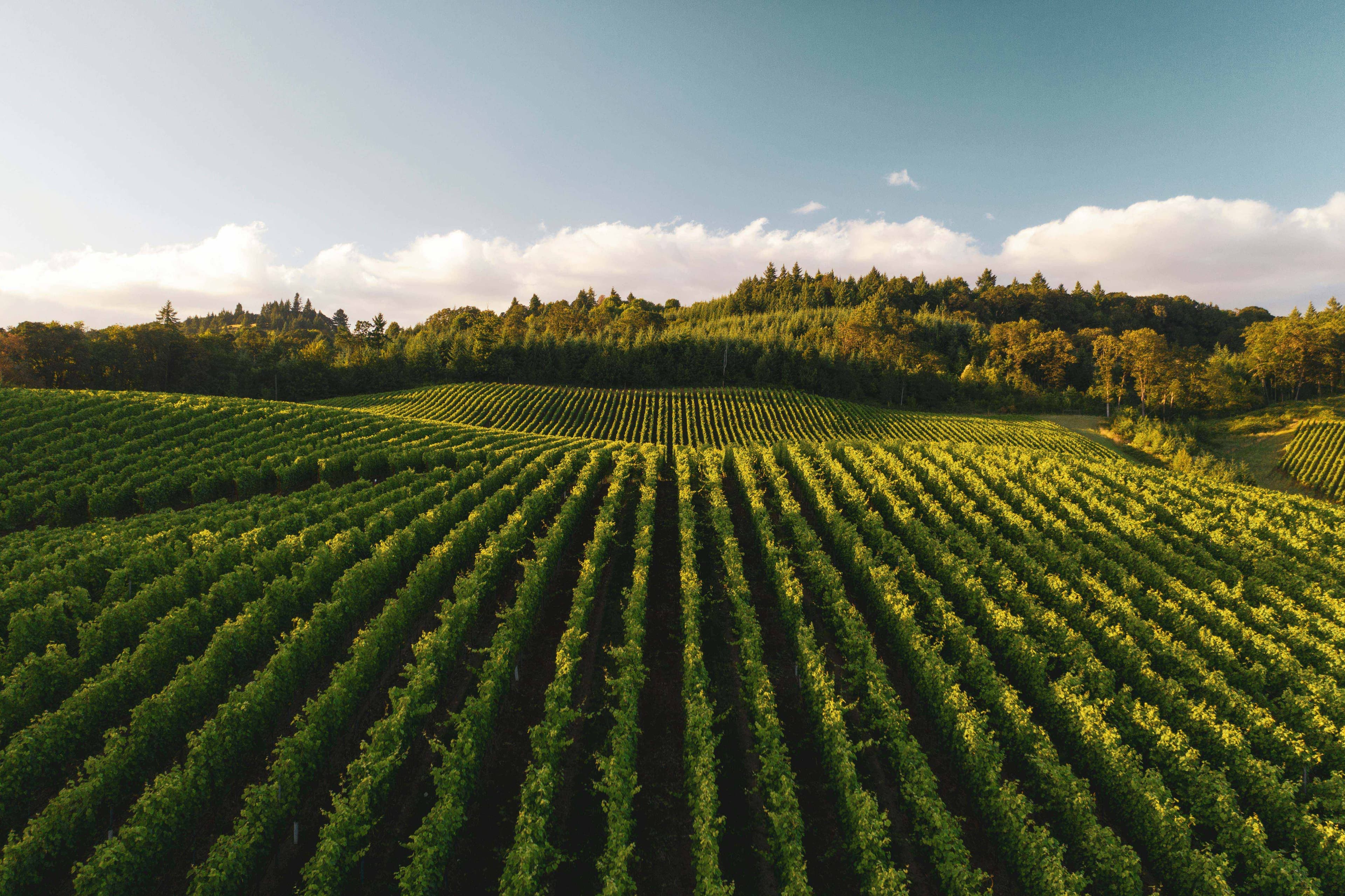 Agricultural field with rows of crops
